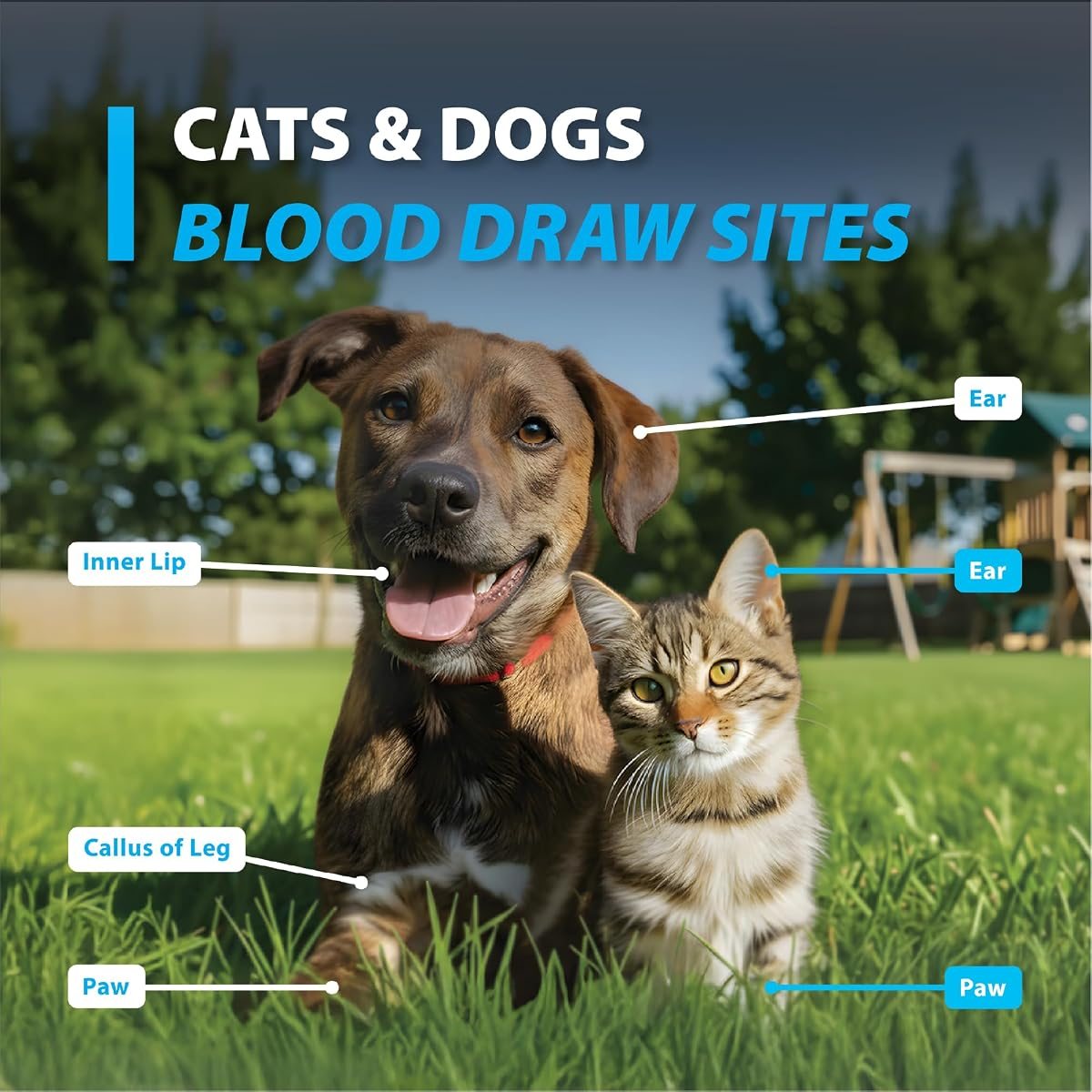 EasyTouch Vet Lancing Device for Dogs & Cats, view 5